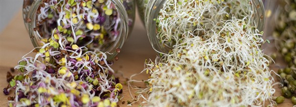 Groddskola - Grodda hemma