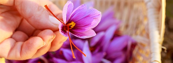 Saffran som krydda och tillskott