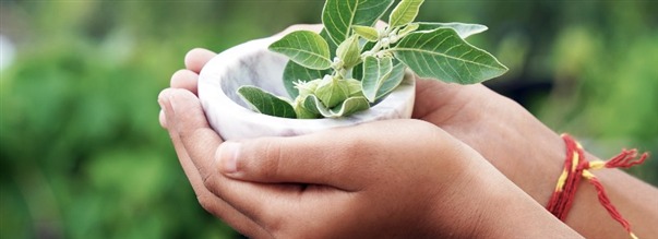 S fungerar ashwagandha