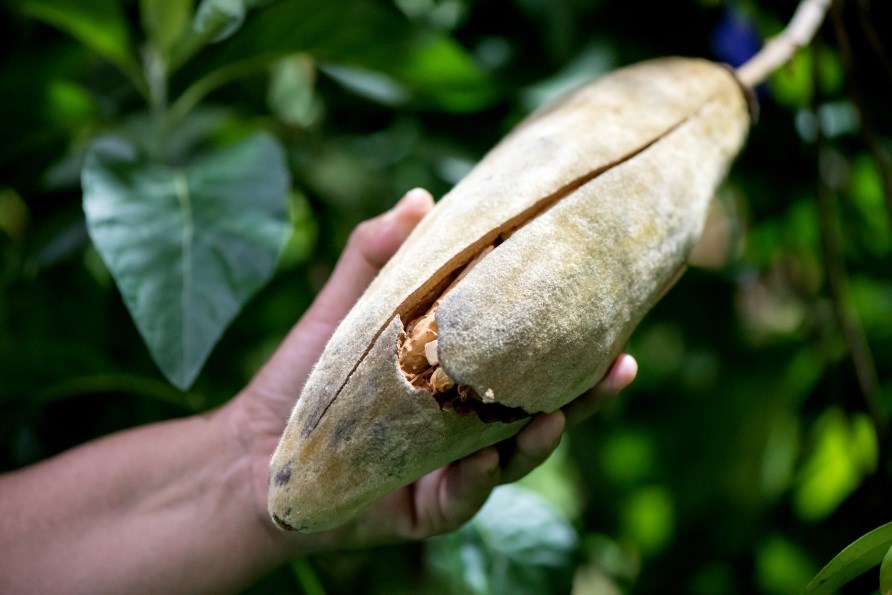 En hand som håller i en baobabfrukt. En hand som håller i en baobabfrukt.