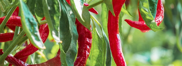 Chili, capsaicin