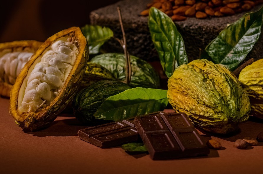 Mörk choklad och kakaobönor i kakaofrukt. Mörk choklad och kakaobönor i kakaofrukt.