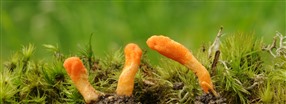 Allt om cordyceps