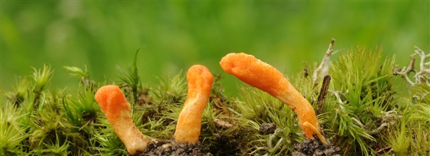 Allt om cordyceps