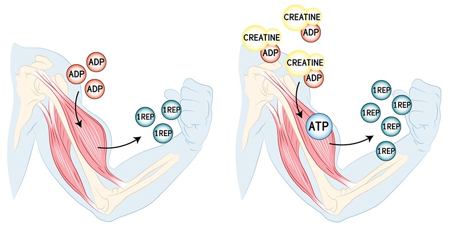 Hur kreatinet hjlper kroppen vid trning