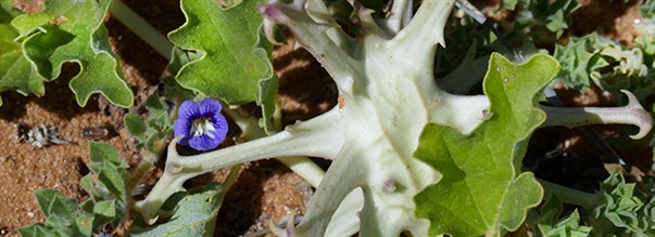 Dj�vulsklo - En urgammal medicinalv�xt