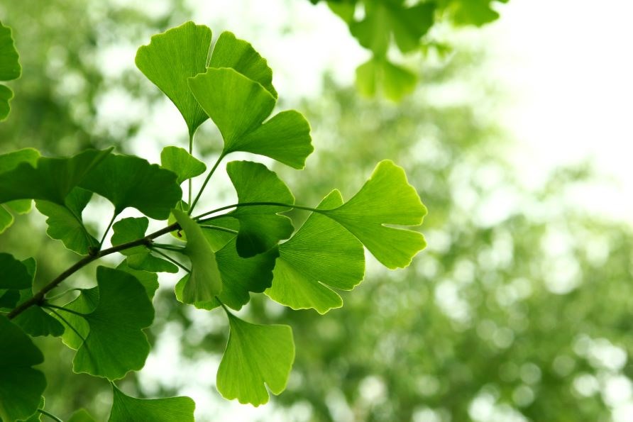 Ginkgo biloba-blad. Ginkgo biloba-blad.