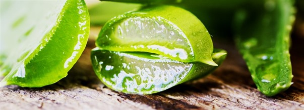 Allt om vrdande Aloe Vera