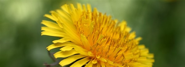 Allt om den nringsrika maskrosen