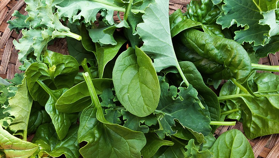 Gr�na bladv�xter rika p� j�rn.