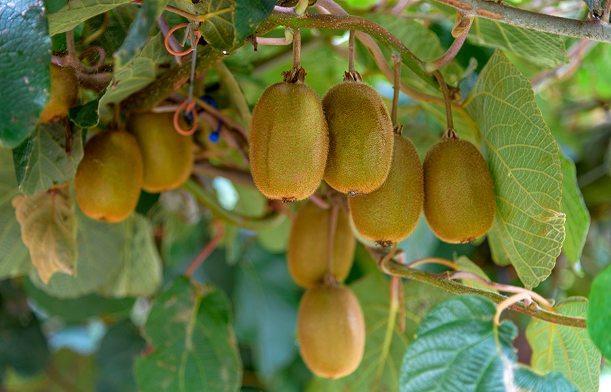 Kiwifrukter.