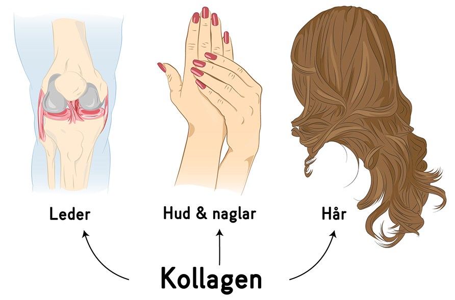 Det populära kollagenet stärker hud, hår, naglar och leder.