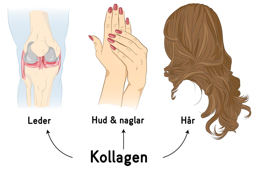 Det populra kollagenet strker hud, hr, naglar och leder.