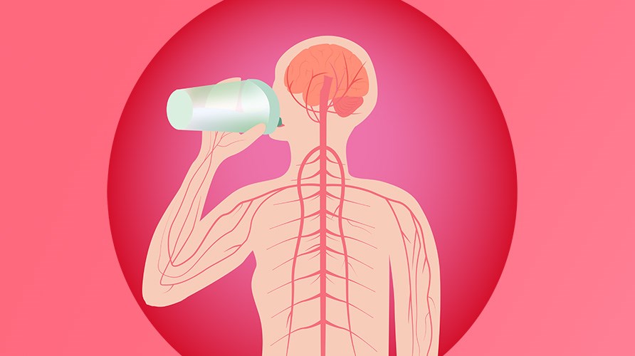 Illustration p det centrala nervsystemet