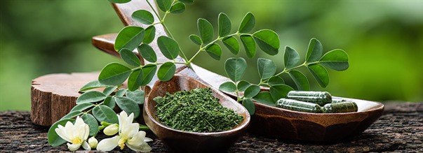 Mirakeltrdet moringa