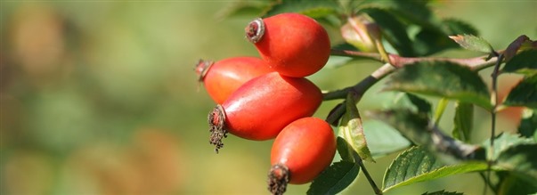 Allt du vill veta om nypon