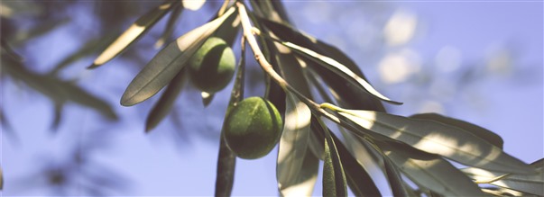 Hlsoeffekter av olivbladsextrakt