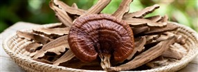 Allt om reishi