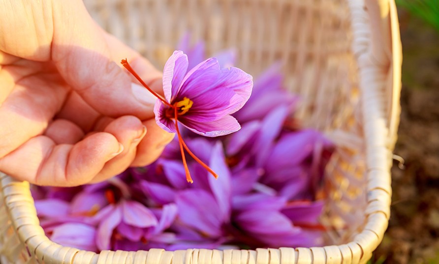 En hand h�ller i en lila blomma fr�n saffranskrokusen.