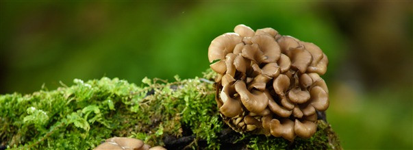 Allt om maitake: den nringsrika matsvampen