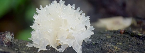 Allt om sknhetssvampen tremella