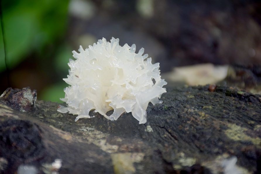 Svampen tremella, en gel�liknande, vitaktig svamp, p� en tr�stubbe i skogen. 